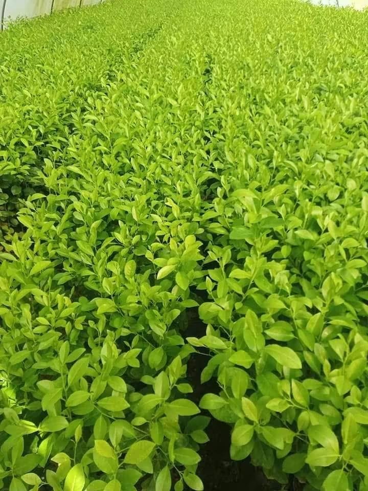 من مشتل شركة مكة