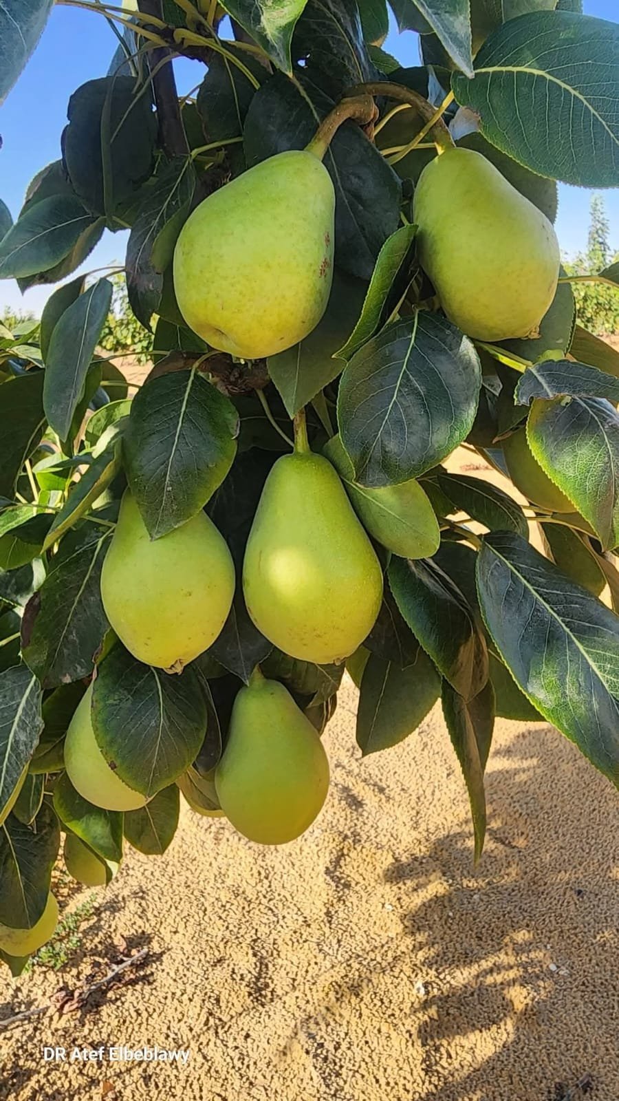من مشتل شركة مكة