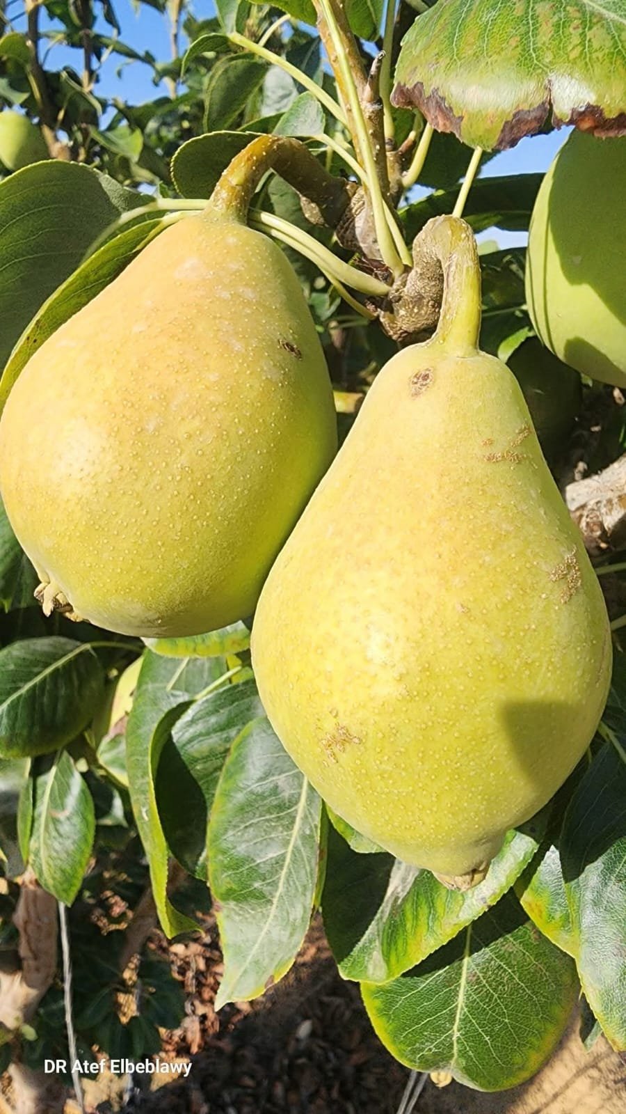 من مشتل شركة مكة