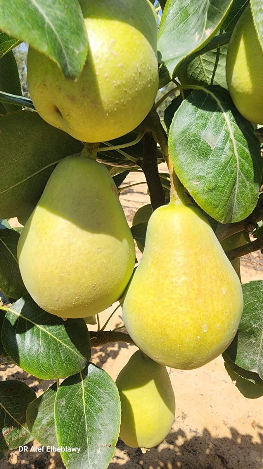 من مشتل شركة مكة