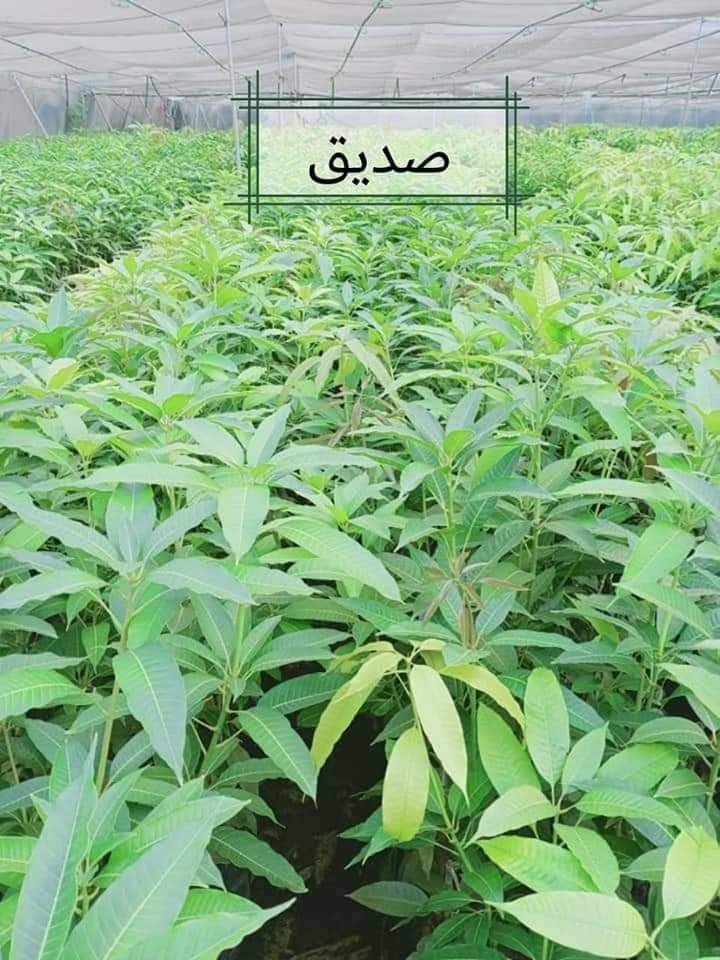 من مشتل شركة مكة