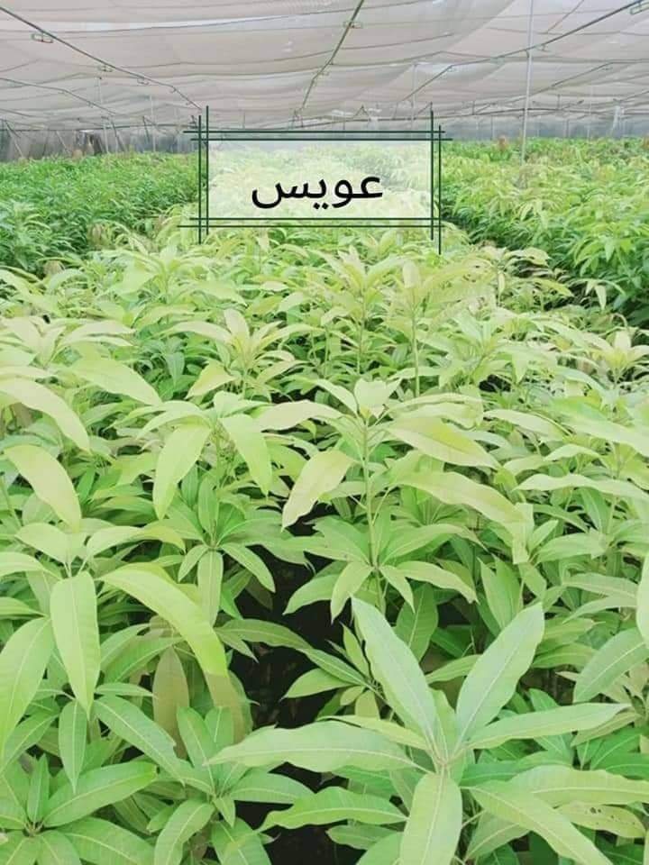 من مشتل شركة مكة